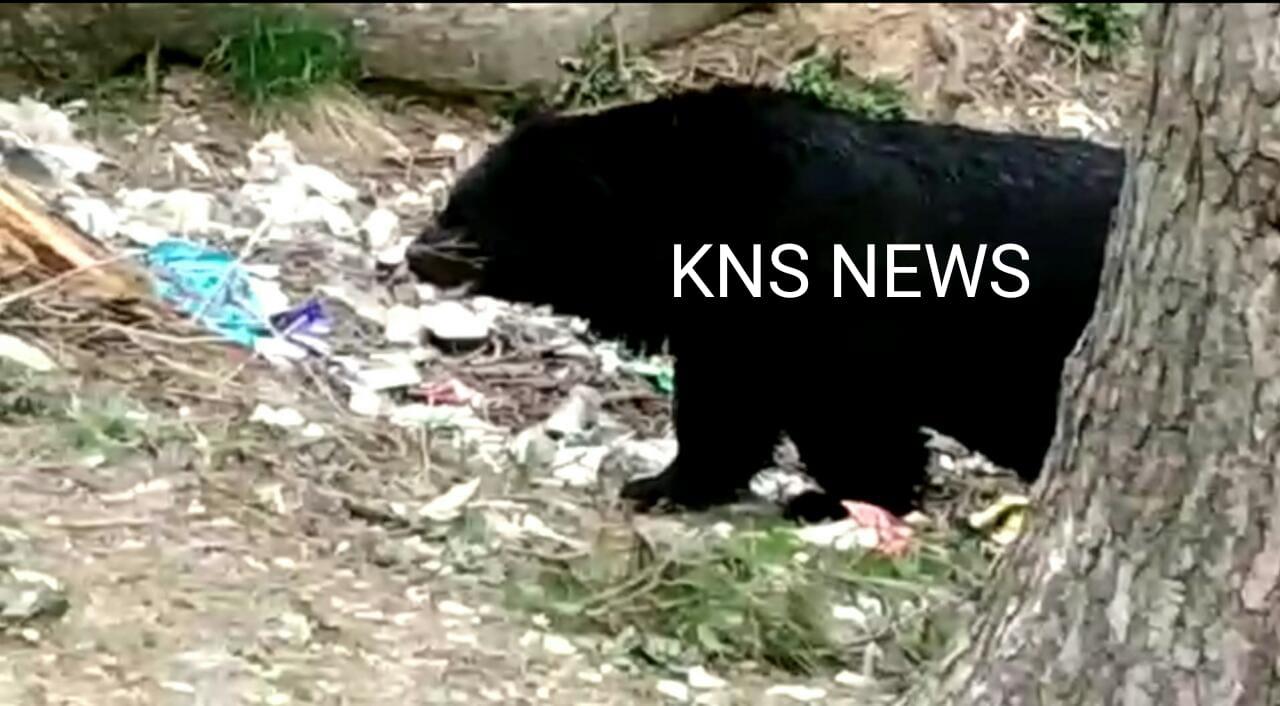 Wildlife department caught bear at Gulmarg