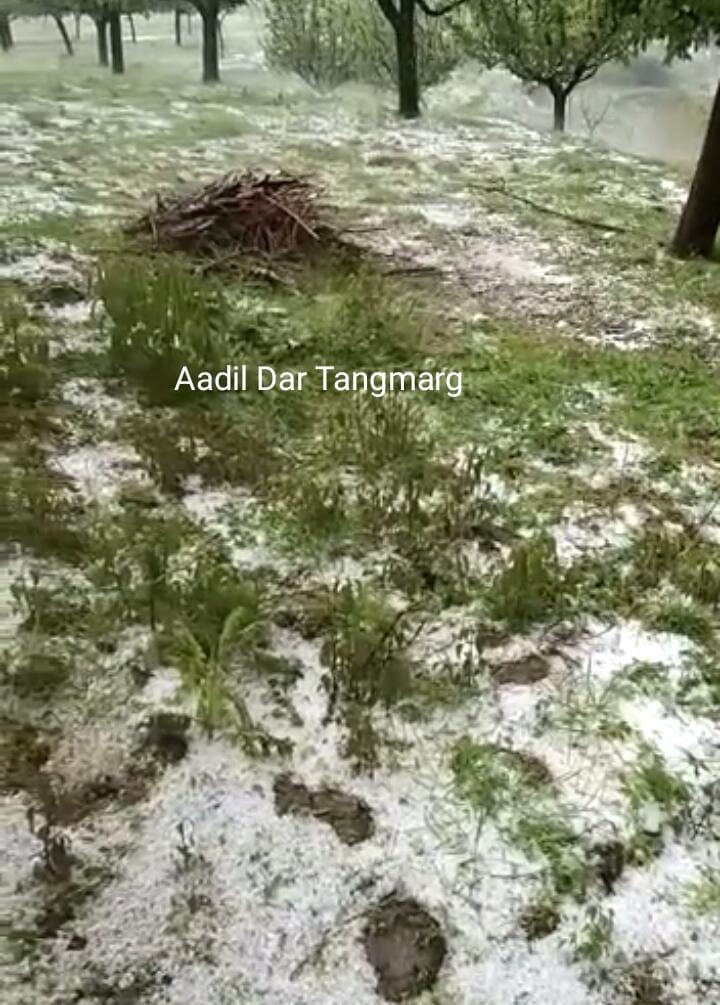 Hailstorm, heavy rains damage crops, vegetables in Kwarhama, Tangmarg