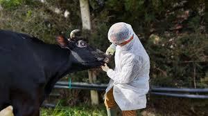 FMD, black quarter out break among livestock in Karnah worries people