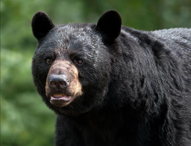 Black Bear Sighted in Bandipora’s Gamroo Village; Wildlife Teams Mobilized