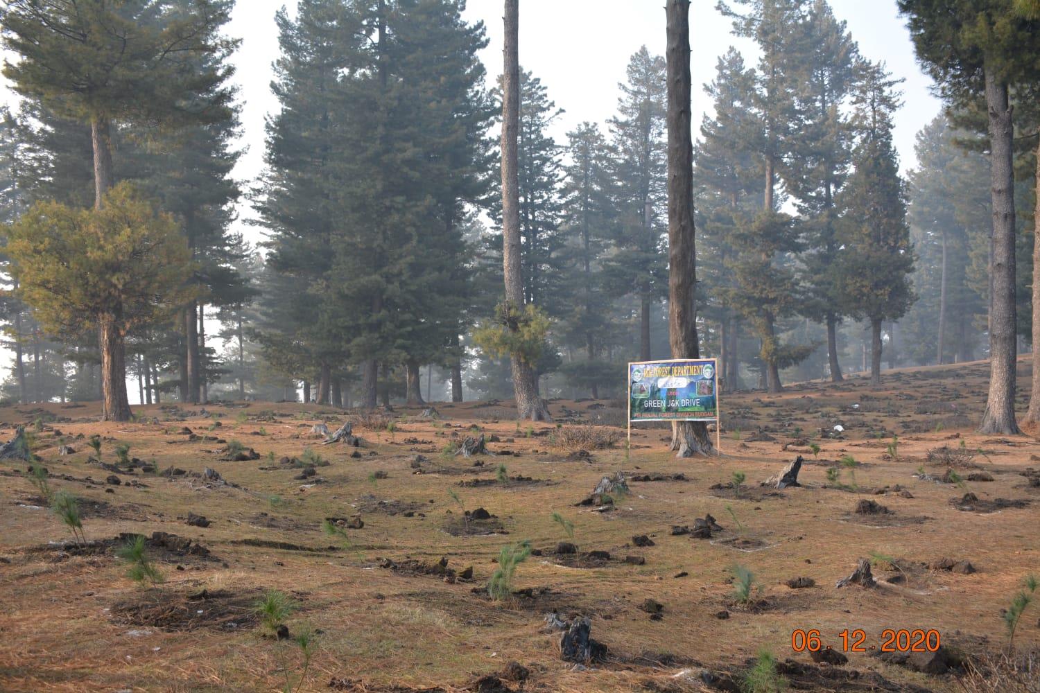 J&K Forest Department Targets 1.5 cr Plantation upto March 2025