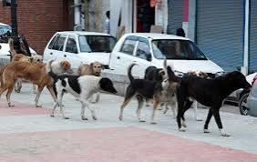 Stray dog menace escalates in Ompora Budgam, residents urge swift action