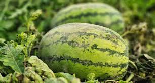 Kashmir Consumes Fruits Worth ₹167 Crore This Ramadan: Report