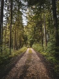 Over 300 projects receive forest clearance in J&K