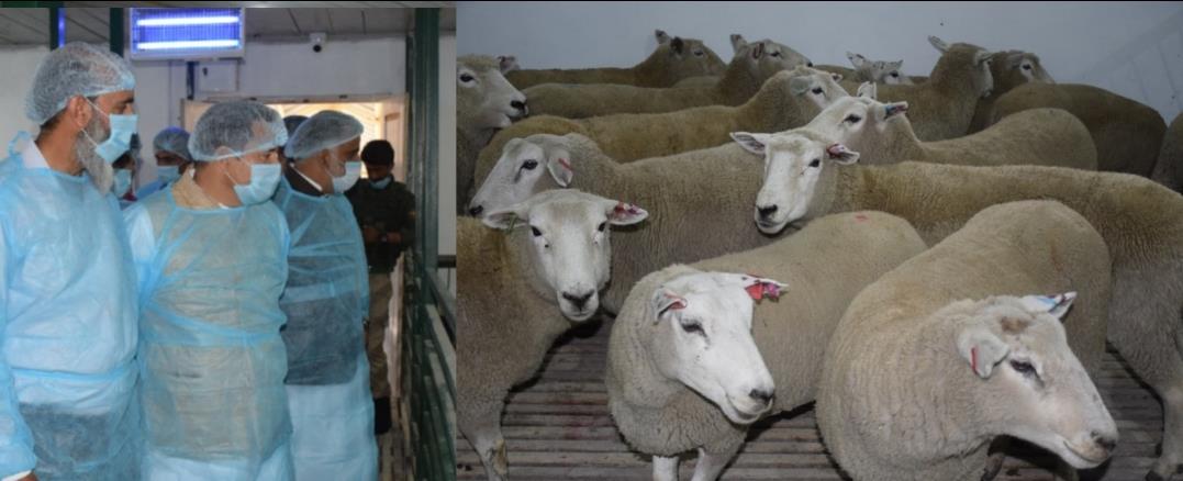 Javid Dar assesses functioning of Sheep Breeding Farm Khimber