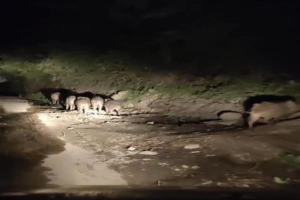 Wild Boars Return After Decades, Wreak Havoc on Bandipora’s Paddy Fields