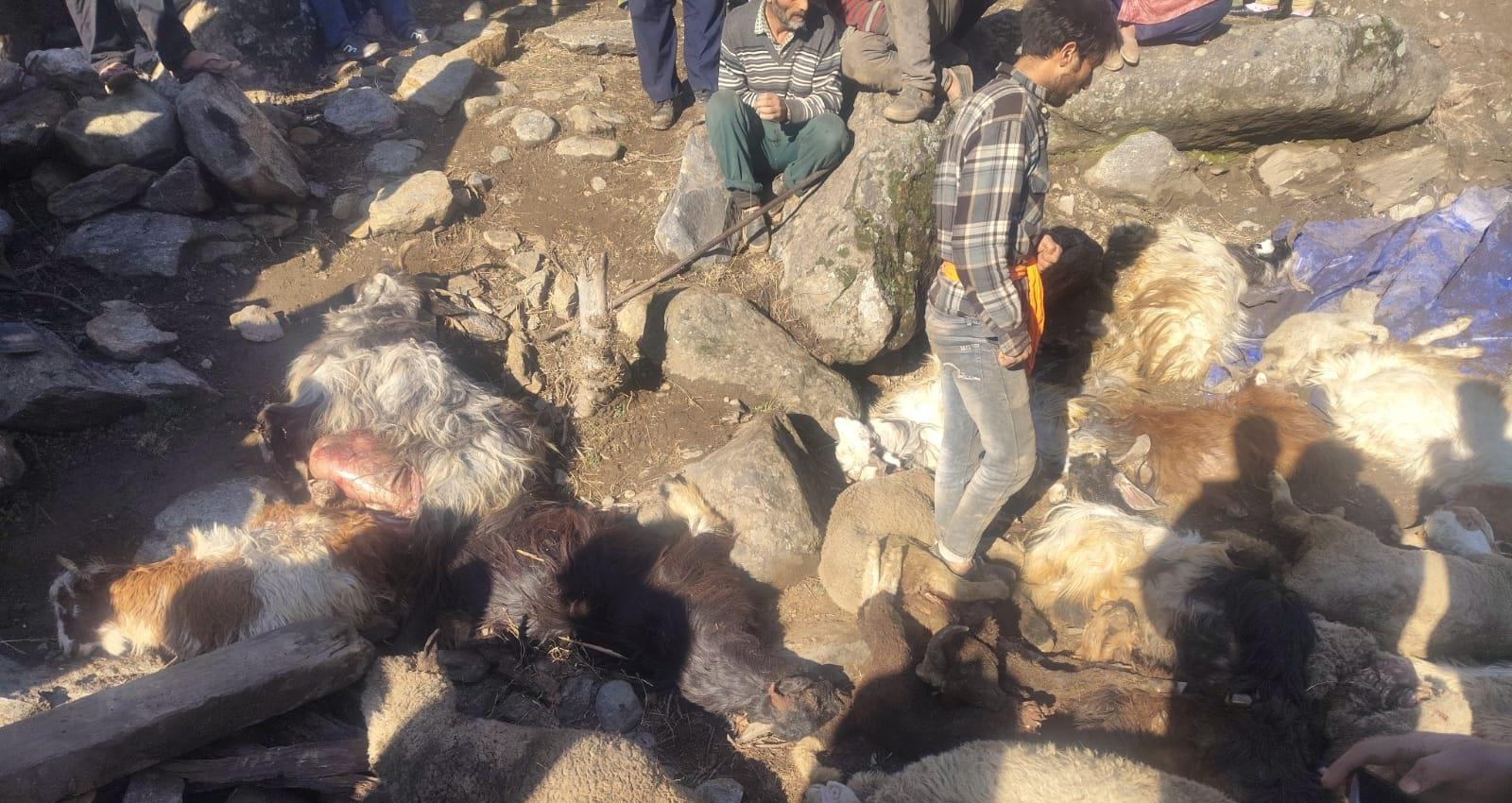 Snowfall-triggered landslide in Kishtwar kills dozens of livestock