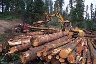 Govt Admits No Data on Timber Allocation to J&K Tribal Communities