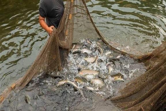 Livestock, fisheries sectors record steady growth; milk output nears 3.3 million tonnes target in J&K