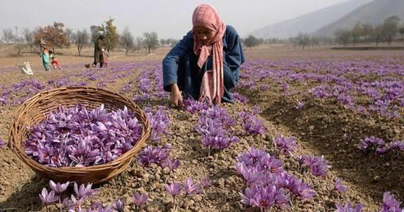 Saffron’s Comeback: From 1.27 kg/ha to 6.9 kg/ha, How a PM Mission Tripled Farmer Incomes