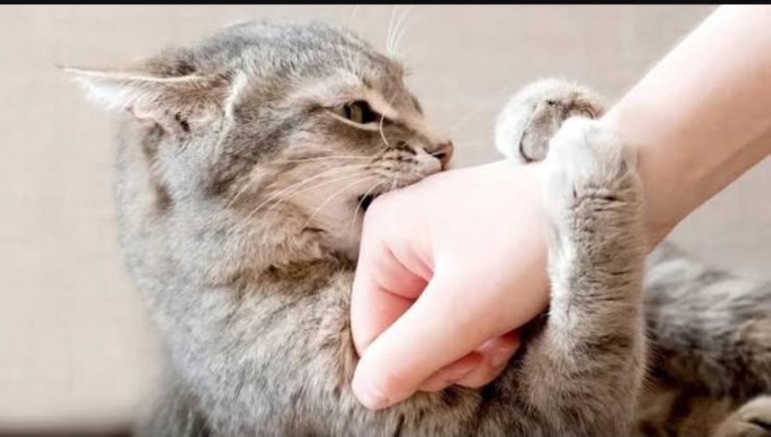 Over 15,900 Pet Cat Bite Cases Reported at SMHS Hospital in One Year