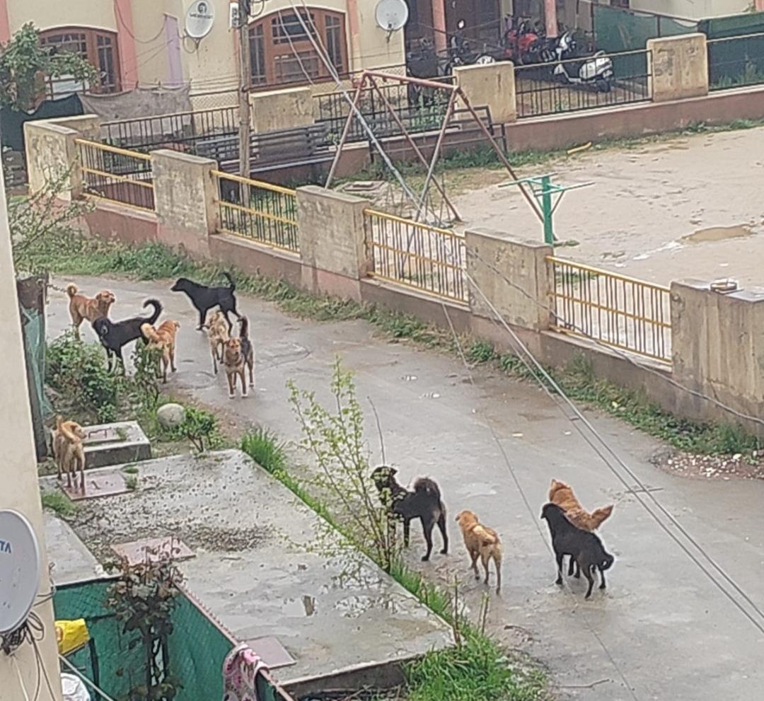 Stray dog menace sparks panic in Budgam’s Sheikhpora Pandit Colony