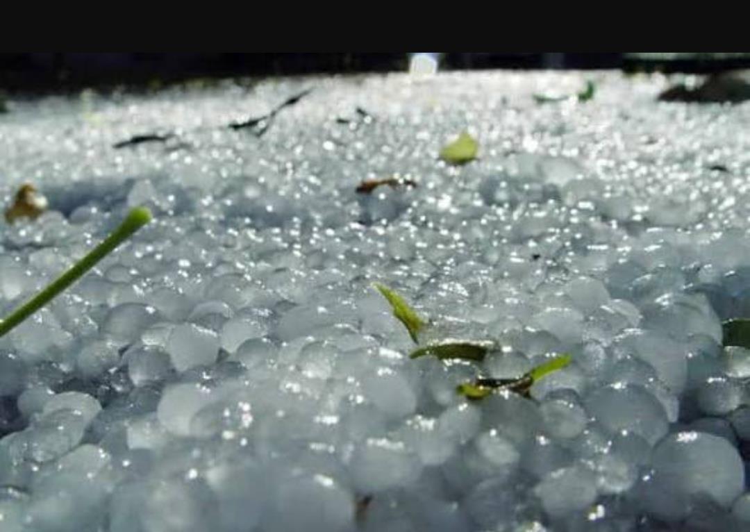 Hailstorm Ravages Upper Belt of Bandipora, Crops Damaged; Farmers Seek Urgent Compensation
