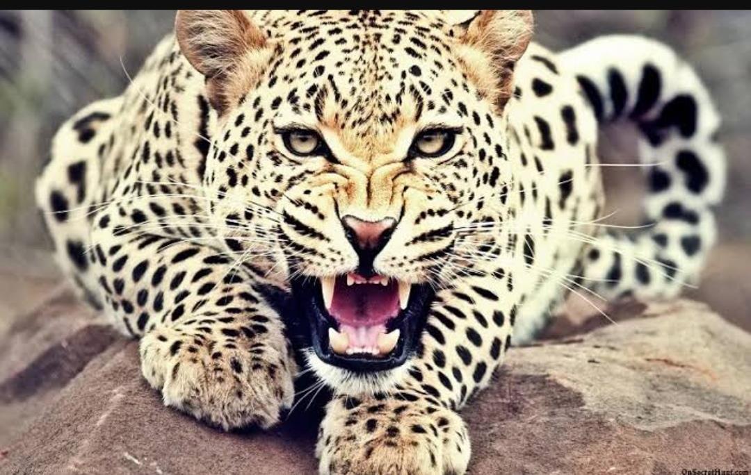 Leopard Attack Leaves Two Critical in Baramulla