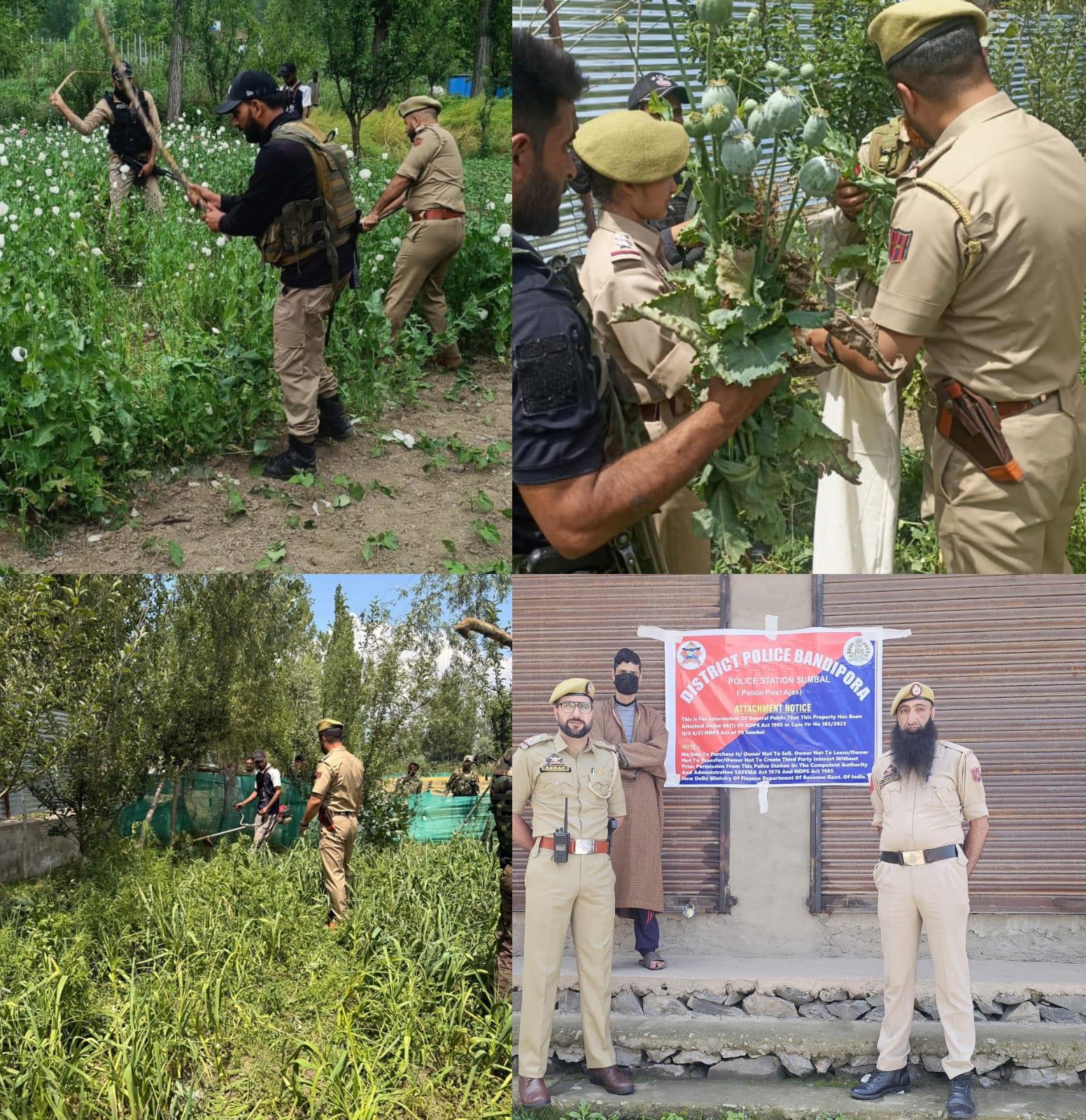 Massive Anti-Drug Crackdown in Bandipora: Property Attached, Illegal Poppy Cultivation Destroyed in Sumbal