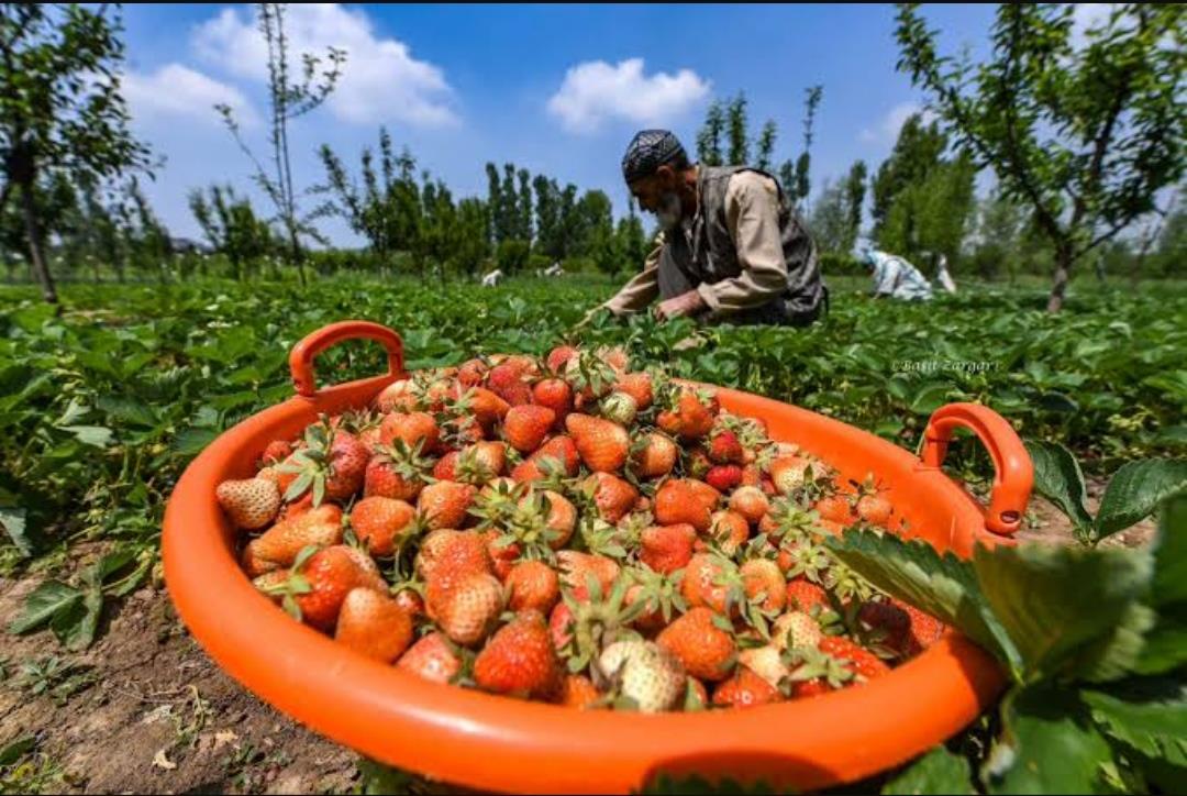 Strawberry, Cherry harvests fuel tourism in north Kashmir
