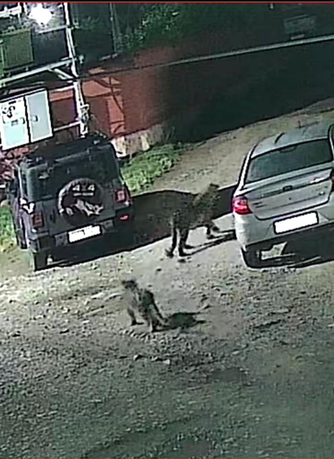 Leopard Sighting Triggers Panic in Budgam's Ompora; Residents Seek Wildlife Dept Intervention