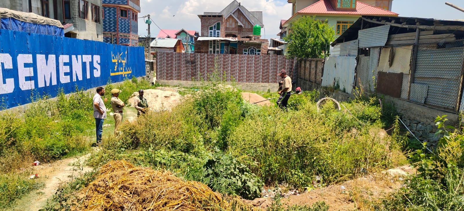 Srinagar Police destroys wild cannabis plants during anti-drug drive