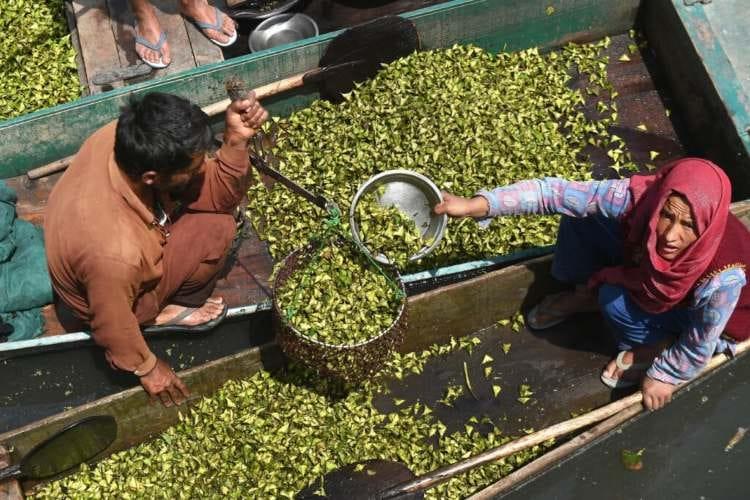 Wular's Women Harvesters Battle Pollution, Health Risks as Water Chestnut Yields Plummet