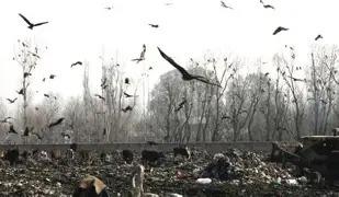 Unscientific waste dumping in Ohangam Beerwah