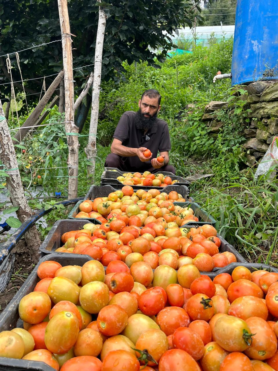 Jammu & Kashmir's Path to a Safer Harvest: A Blueprint for Phasing Out Hazardous Chemicals