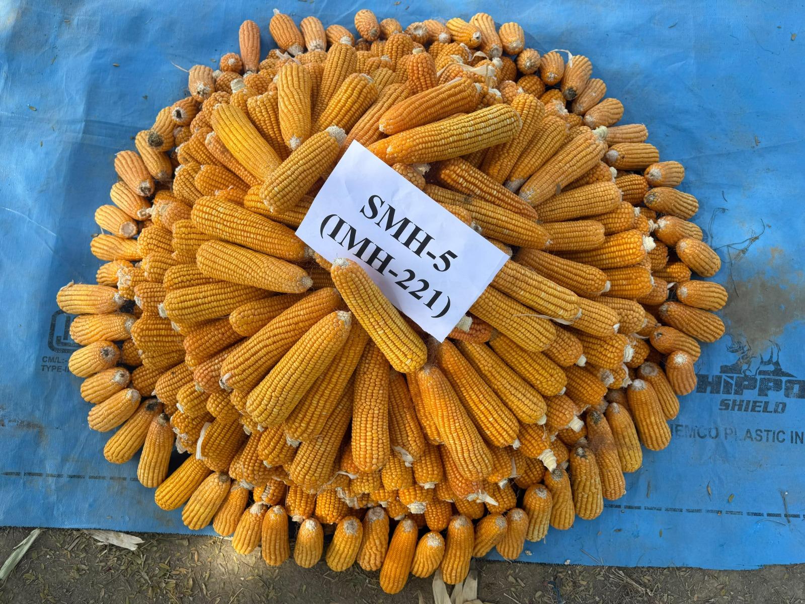 SKUAST-K scientist to receive national award for maize research